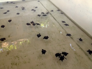 The tiny little baby turtles