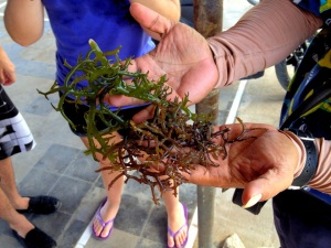 The locally grown seaweed