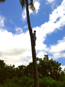A local boy climbing a coconut tree